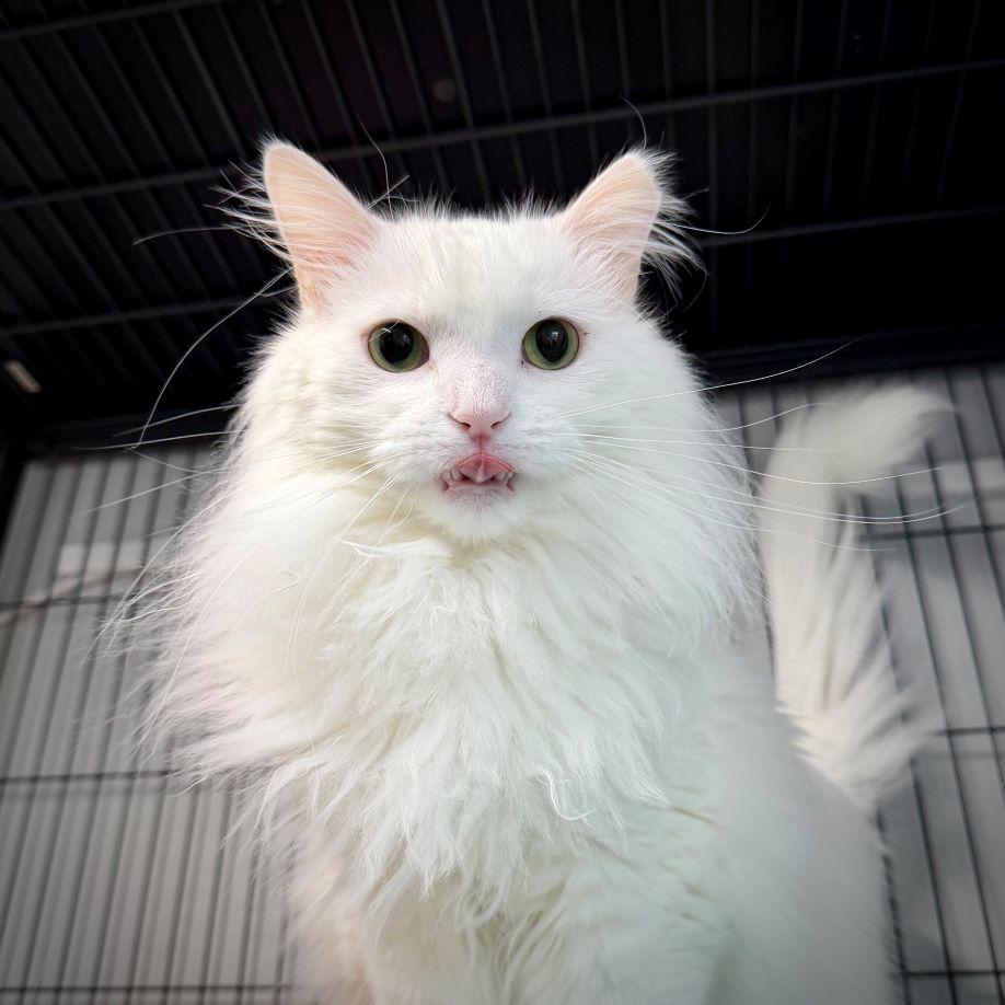 Enlarge Shahtoosh, a Adopted mixed breed in Tulsa, OK image 5/5