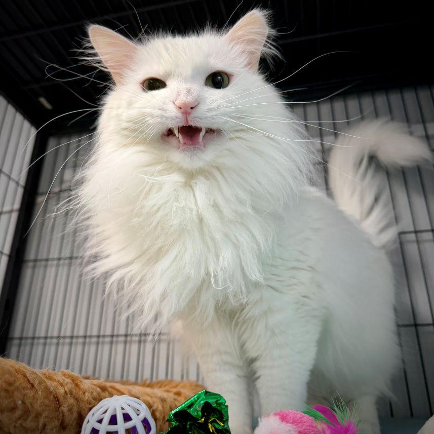Enlarge Shahtoosh, a Adopted mixed breed in Tulsa, OK image 3/5