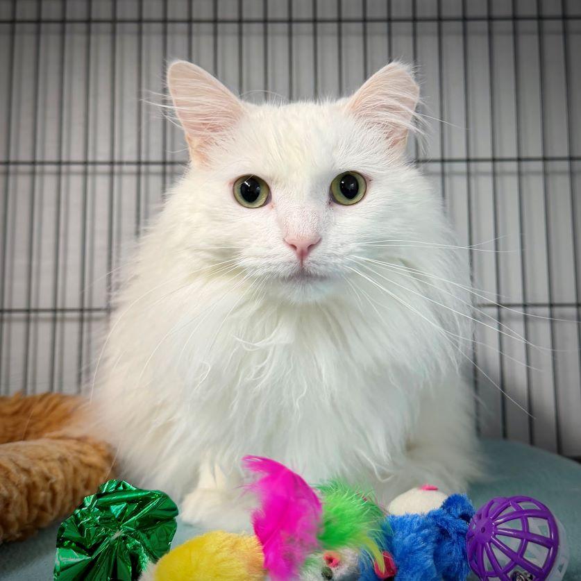 Enlarge Shahtoosh, a Adopted mixed breed in Tulsa, OK image 1/5
