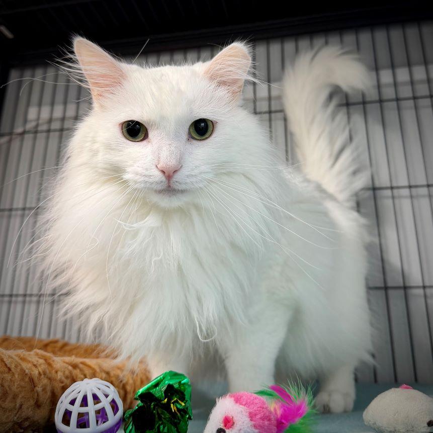 Enlarge Shahtoosh, a Adopted mixed breed in Tulsa, OK image 4/5