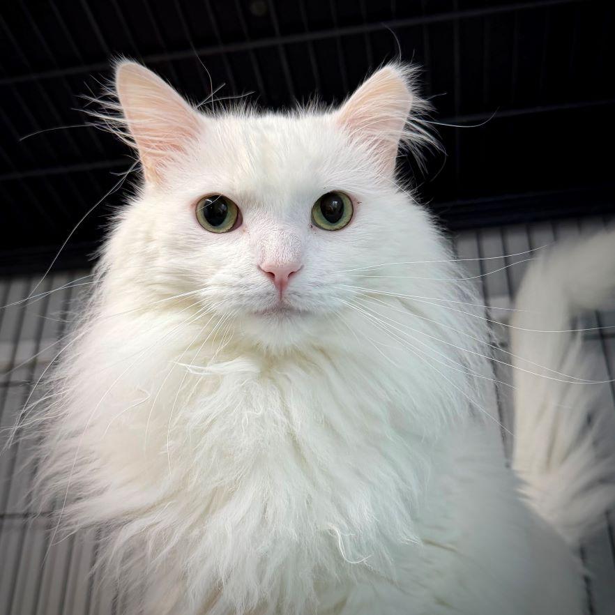 Enlarge Shahtoosh, a Adopted mixed breed in Tulsa, OK image 2/5