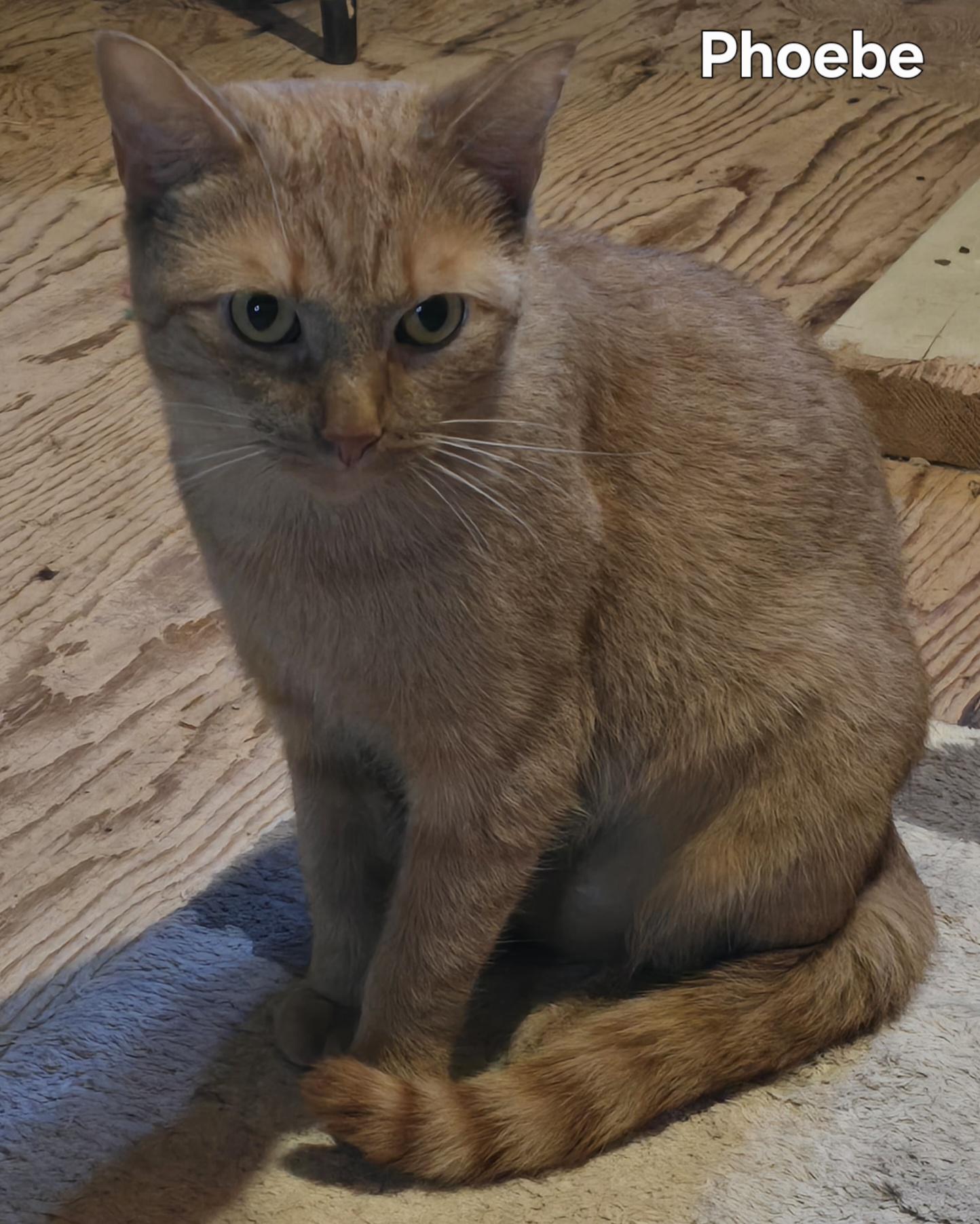 Phoebe, a Adoptable Tabby in Stevensville, ON image 2/2