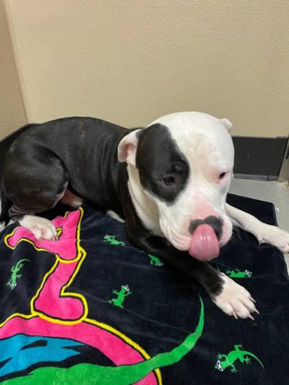 Huckleberry, adopted, Young Male Pit Bull Terrier.