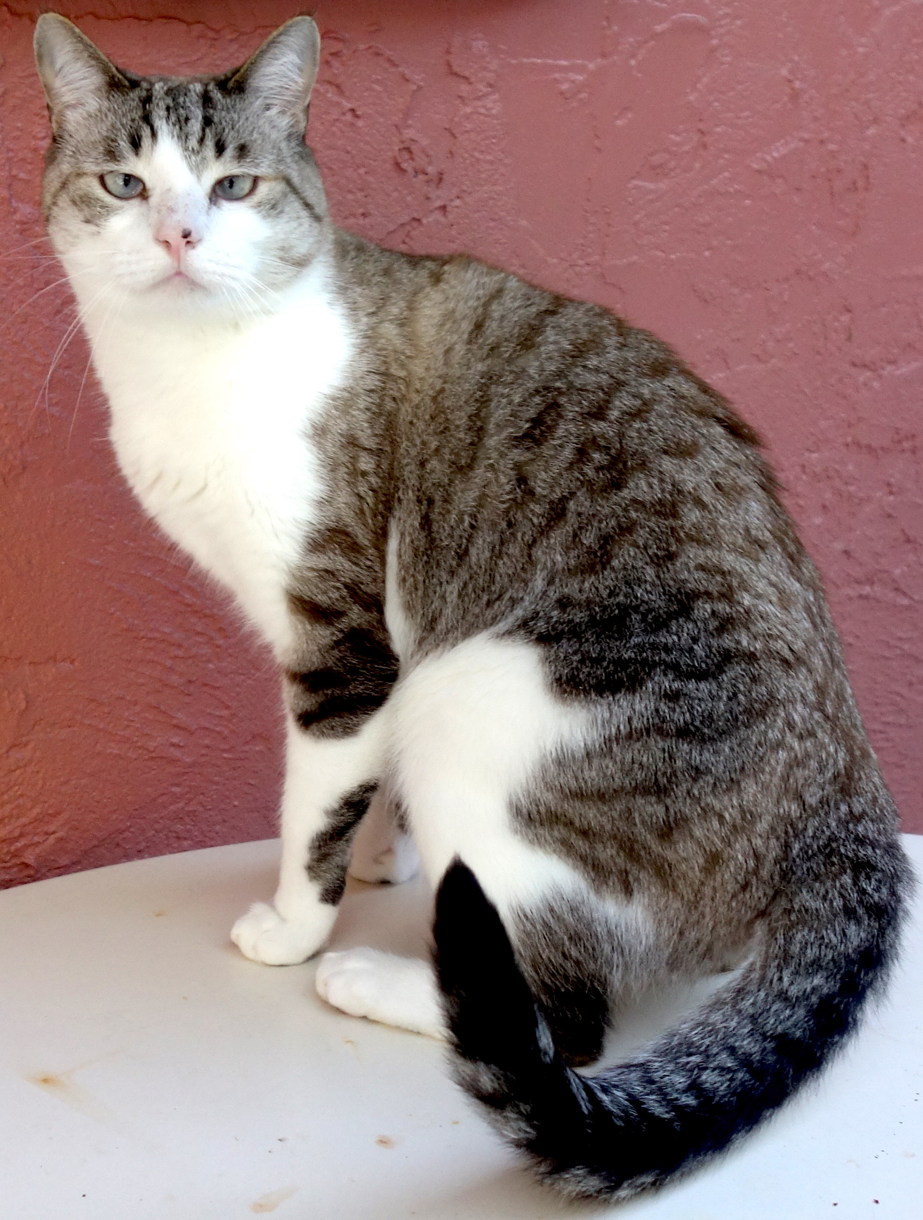 Enlarge Milo, a Adoptable mixed breed in Sarasota, FL image 1/6