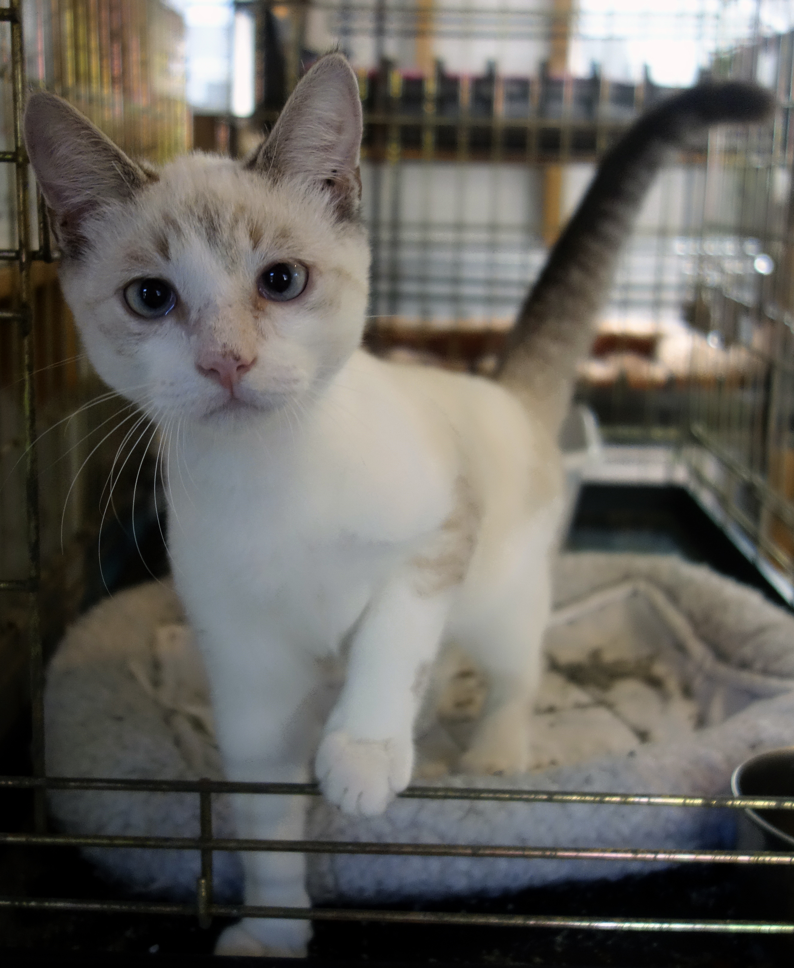 Enlarge Milo, a Adoptable mixed breed in Sarasota, FL image 3/6