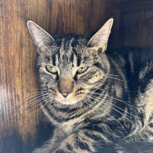 Heidi, Adoptable, Young Female Domestic Short Hair.