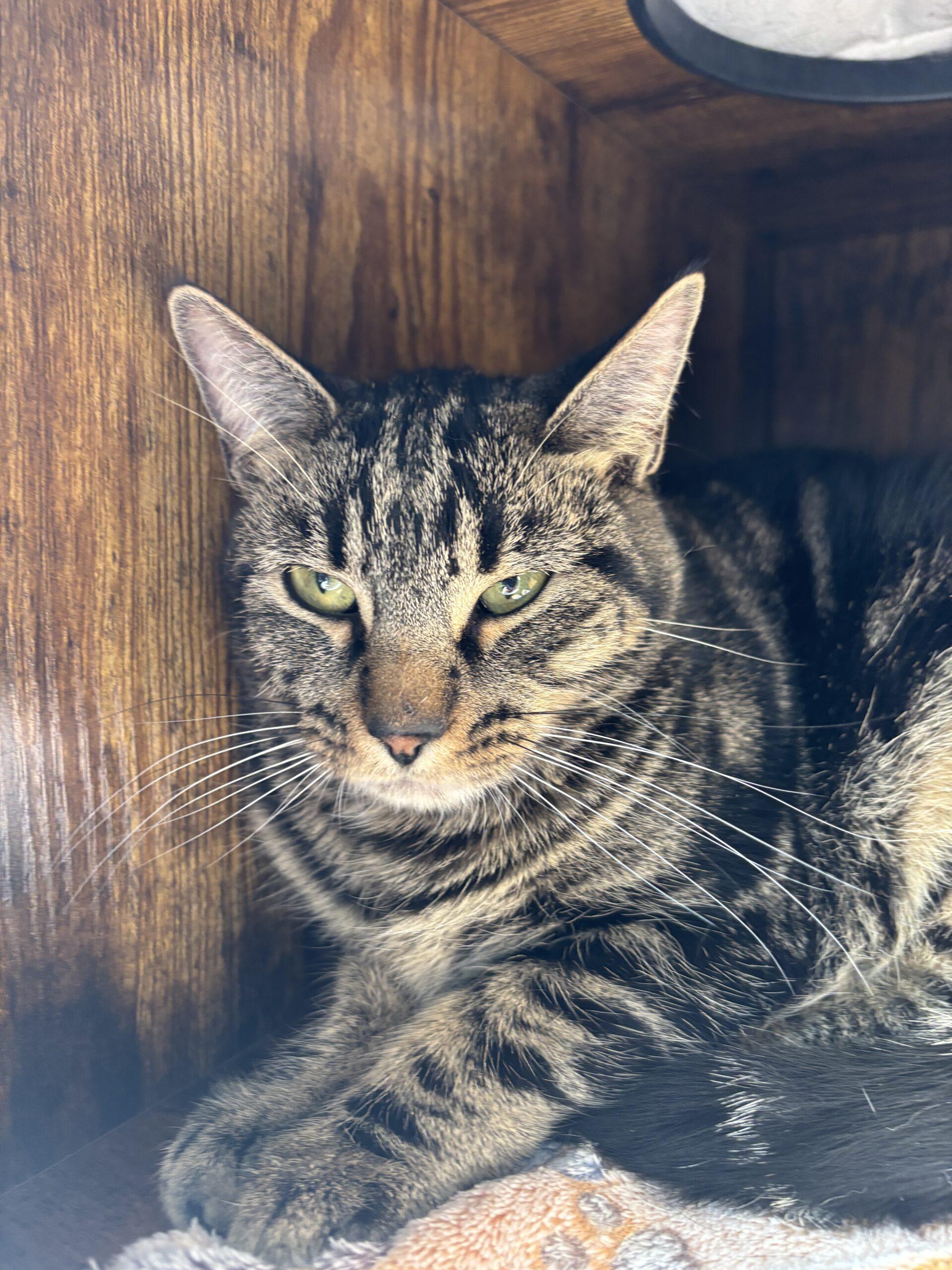 Heidi, Adoptable, Young Female Domestic Short Hair.