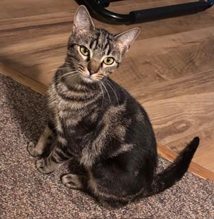 Heidi, a Adoptable Domestic Short Hair in Kenosha, WI image 2/5