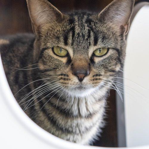 Enlarge Heidi, a Adoptable Domestic Short Hair in Kenosha, WI image 2/6