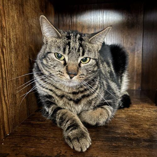Enlarge Heidi, a Adoptable Domestic Short Hair in Kenosha, WI image 3/6