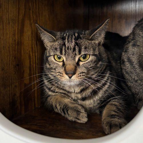 Enlarge Heidi, a Adoptable Domestic Short Hair in Kenosha, WI image 4/6