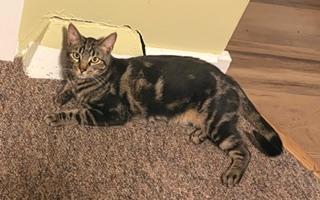 Enlarge Heidi, a Adoptable Domestic Short Hair in Kenosha, WI image 5/6