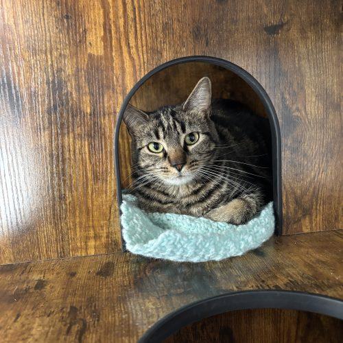 Enlarge Heidi, a Adoptable Domestic Short Hair in Kenosha, WI image 6/6