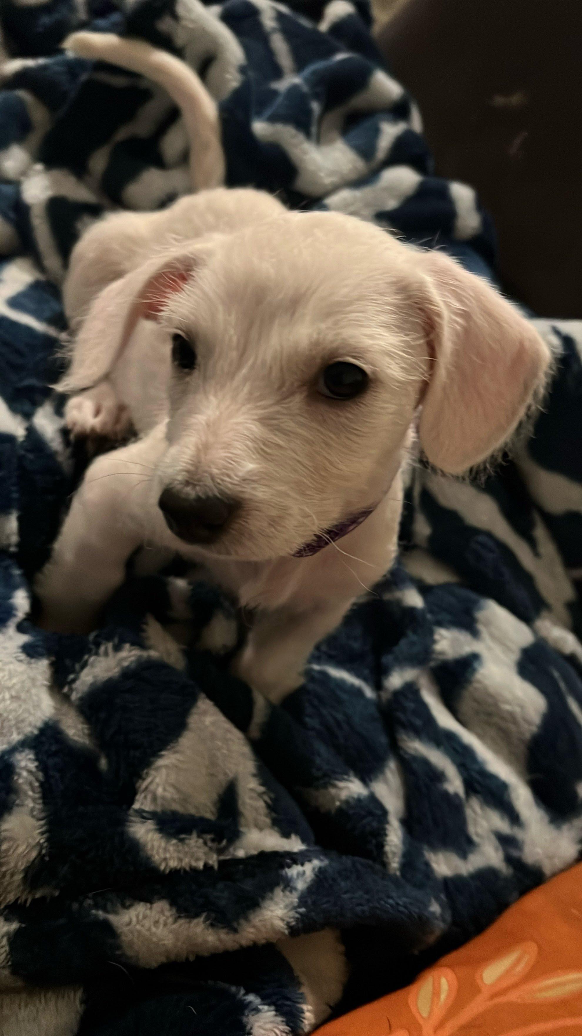 Meredith, Adoptable, Puppy Female Maltese & Poodle (Toy).