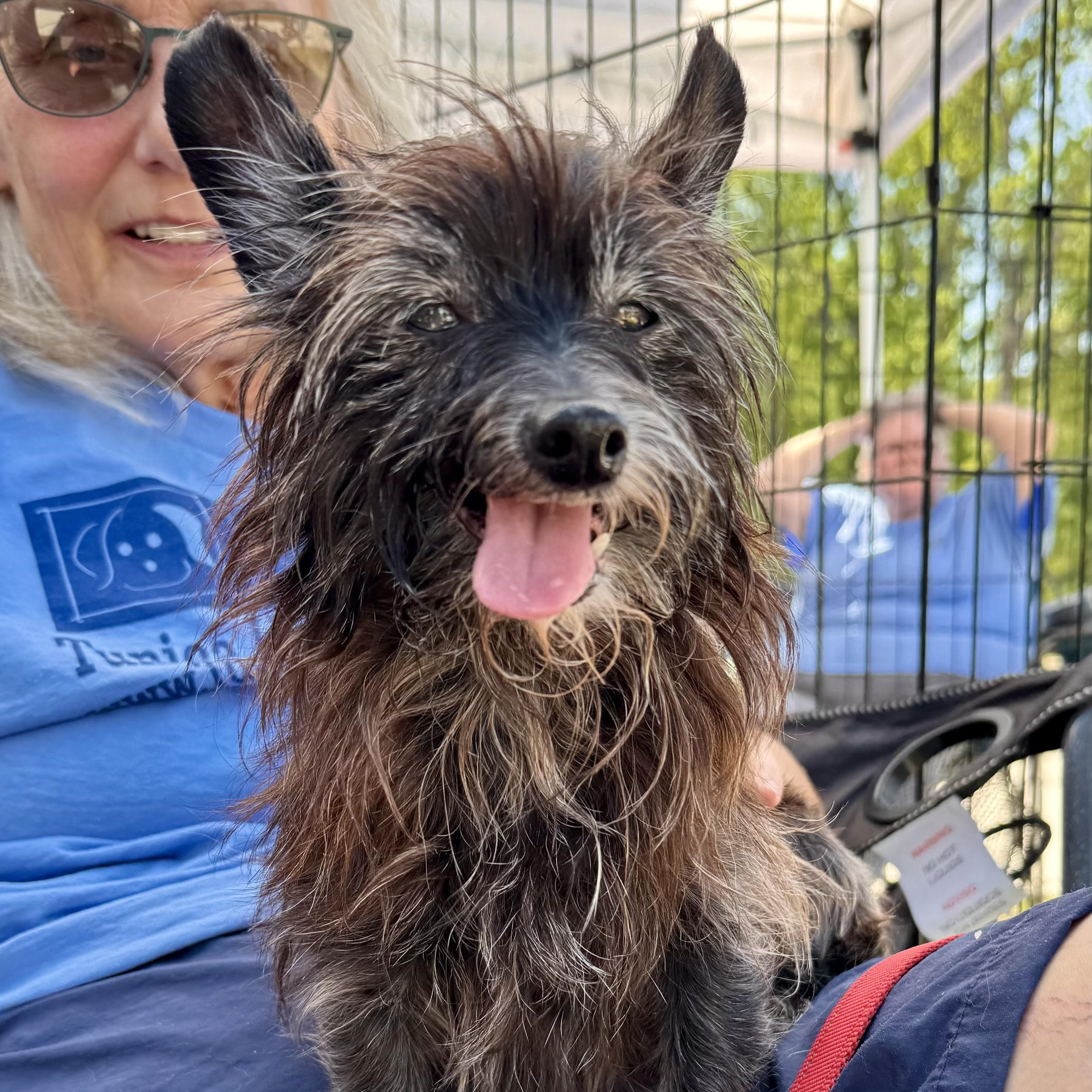 Mimi , ADOPTABLE, Senior Female Chihuahua.