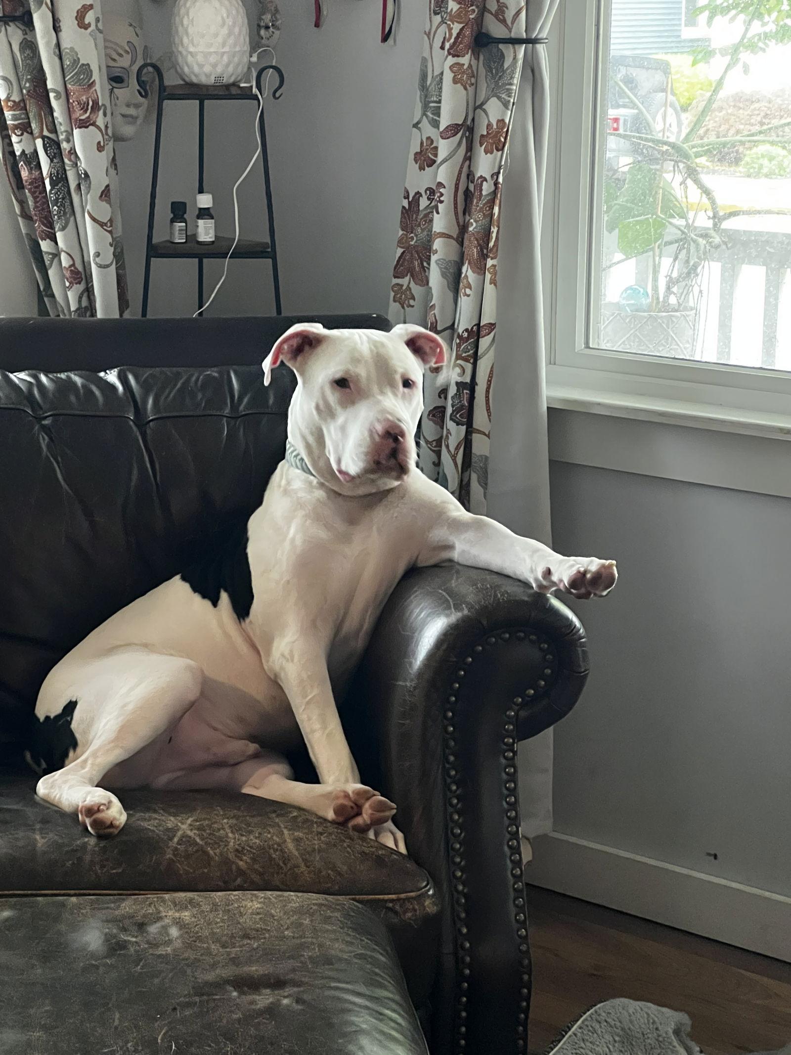 Buddy aka Buddha/Butters, a Adoptable American Bulldog in Oakhurst, NJ image 1/3
