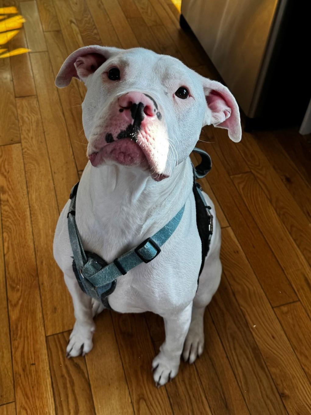 Buddy Aka Buddhabutters thumbnail 3