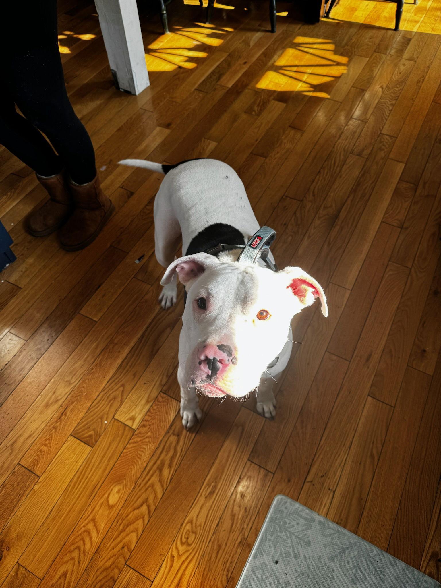 Buddy aka Buddha/Butters, a Adoptable American Bulldog in Oakhurst, NJ image 2/3
