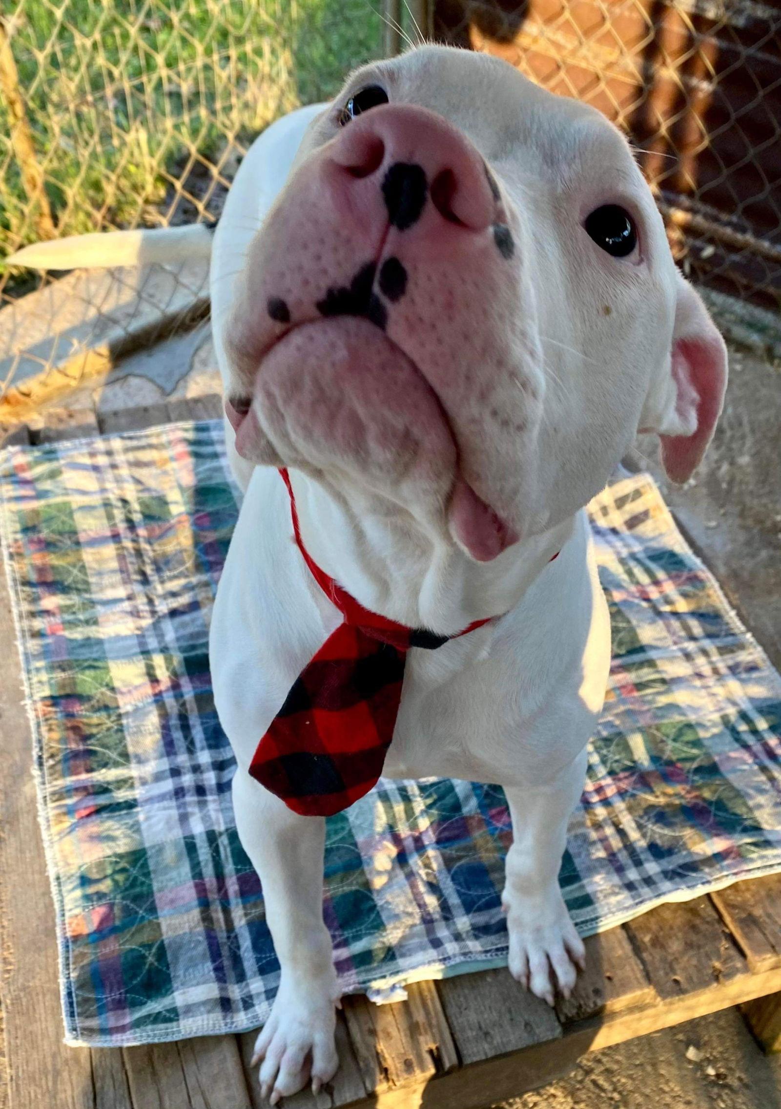 Buddy aka Buddha/Butters, a Adoptable American Bulldog in Oakhurst, NJ image 3/3