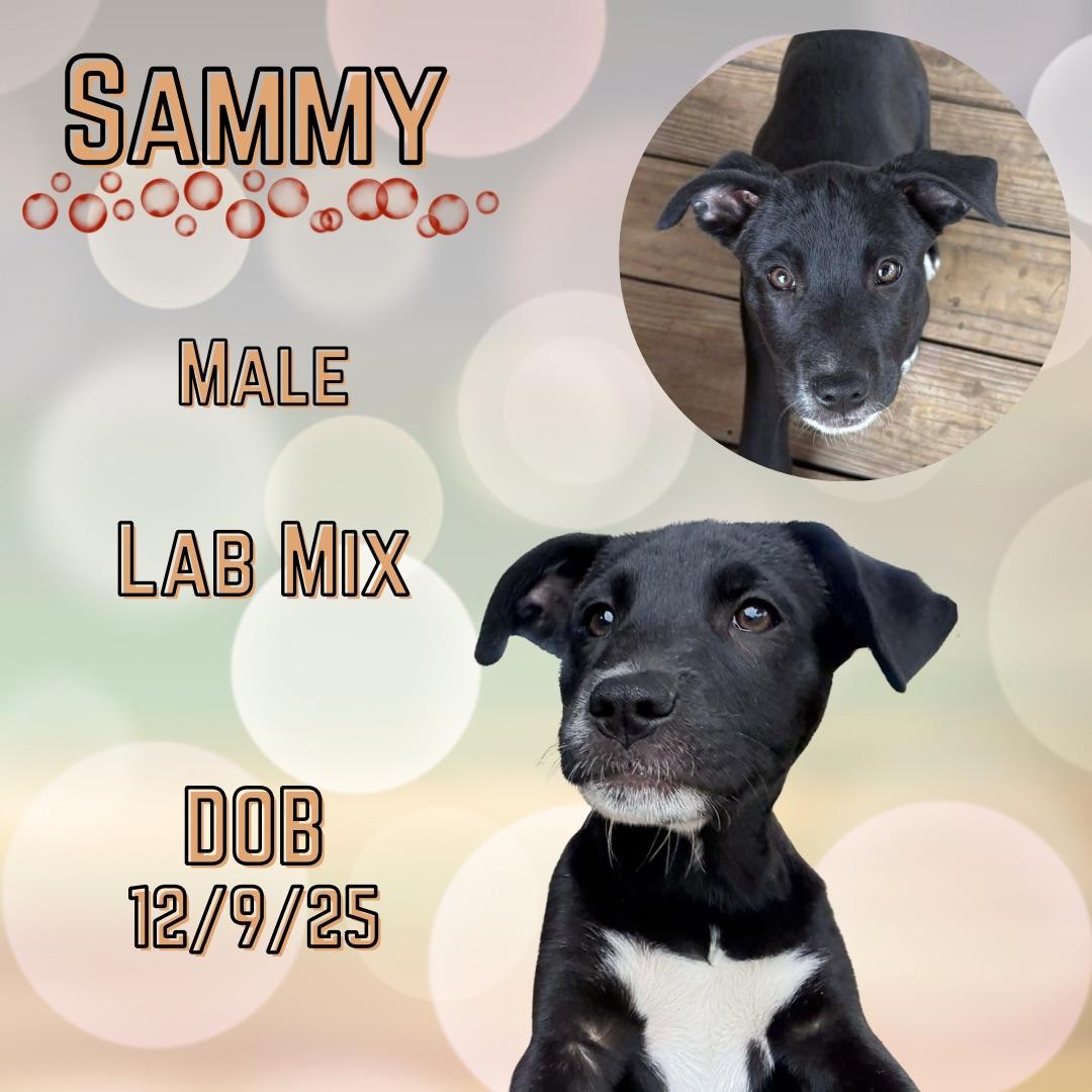 Enlarge Sammy, a Adoptable mixed breed in Cranston, RI image 1/1