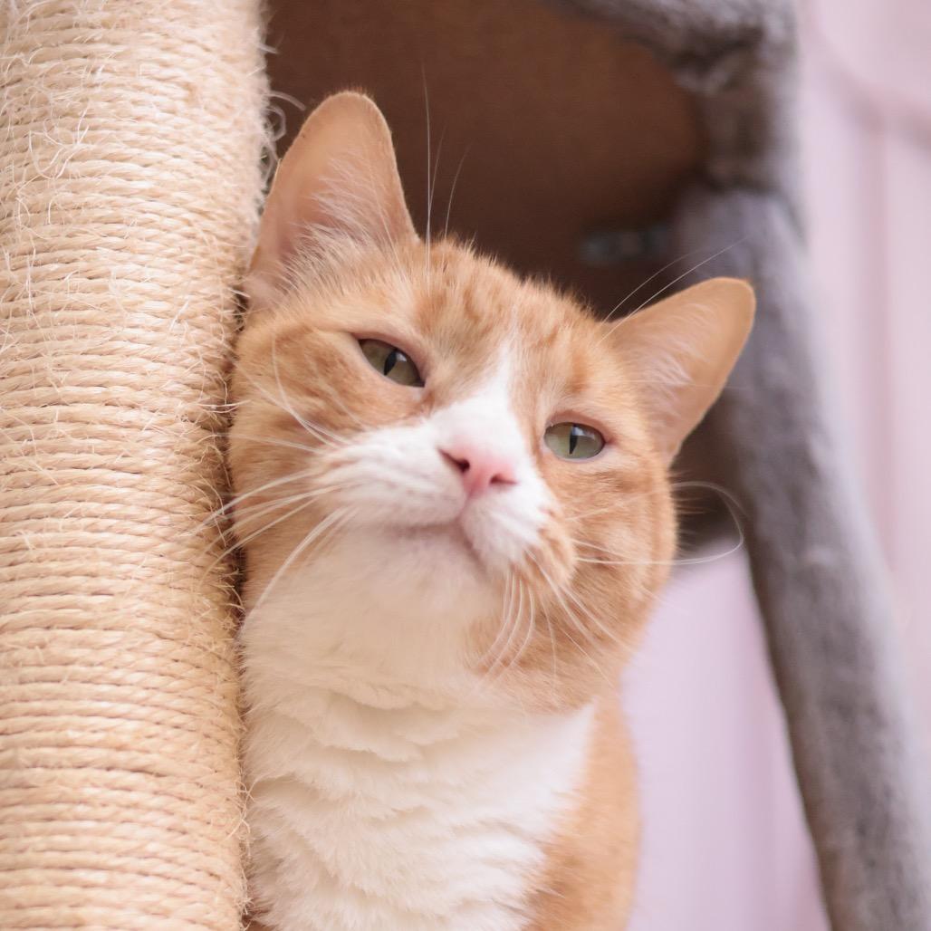 Jesse, Adoptable, Senior Male Domestic Short Hair & Mixed Breed.