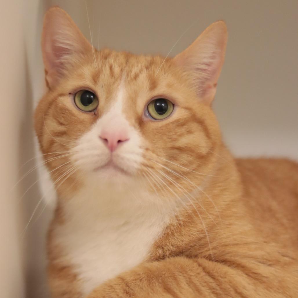 Enlarge Jesse, a Adoptable mixed breed in Philadelphia, PA image 5/6