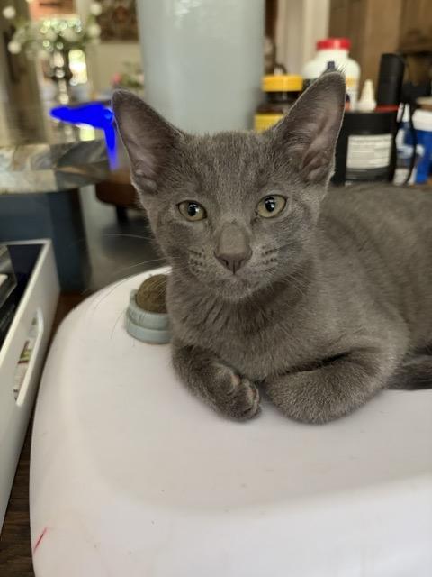 Enlarge Virginia, a Adopted mixed breed in Houston, TX image 2/5