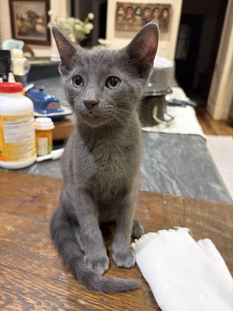 Virginia, Adopted, Kitten Female Russian Blue & Tabby.