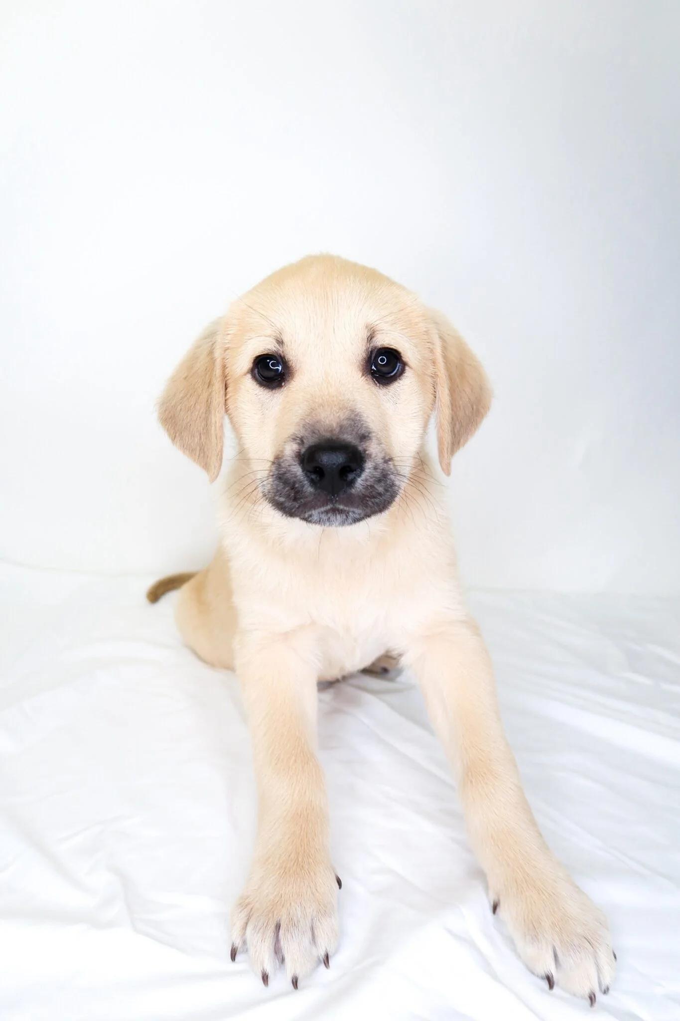 Enlarge Effie, a Adoptable mixed breed in Bixby, OK image 1/4
