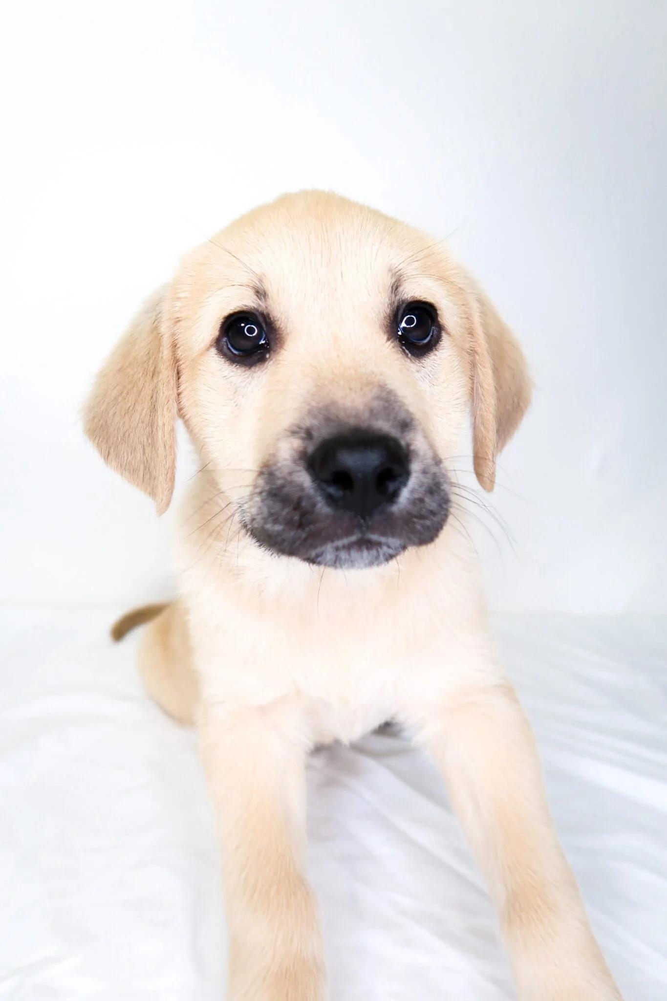 Enlarge Effie, a Adoptable mixed breed in Bixby, OK image 2/4