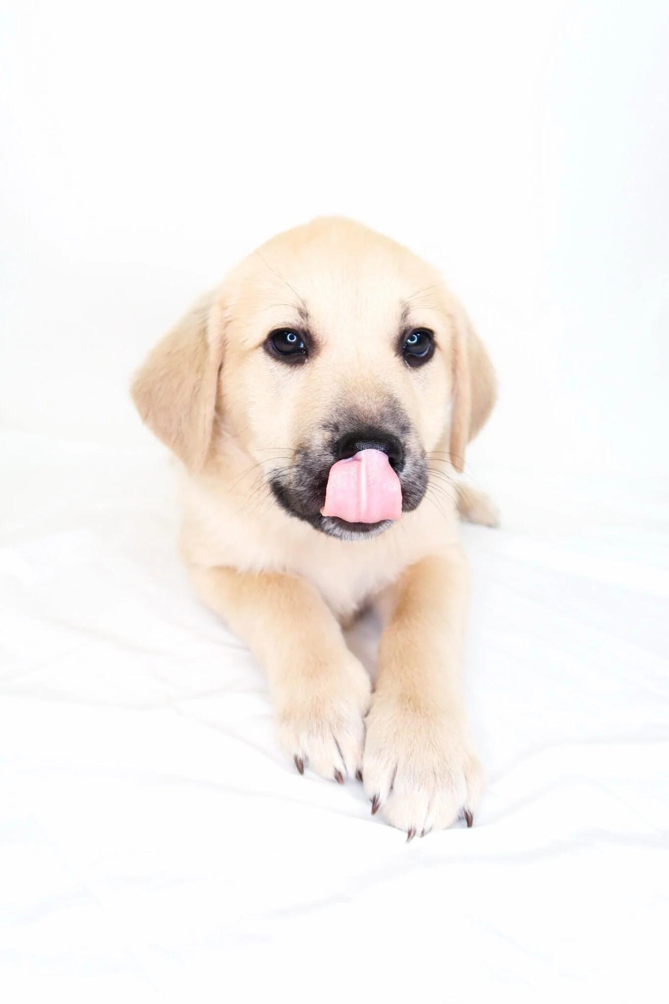 Enlarge Effie, a Adoptable mixed breed in Bixby, OK image 3/4