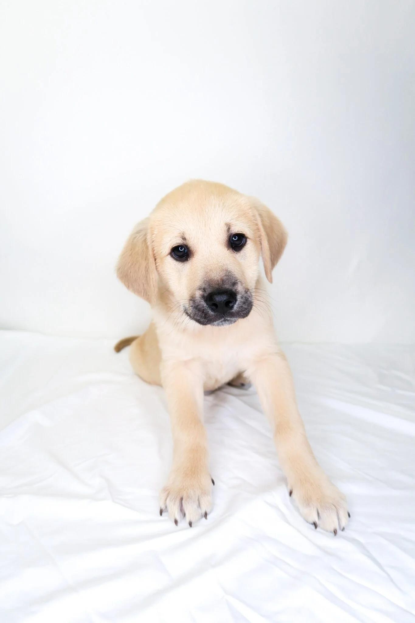 Enlarge Effie, a Adoptable mixed breed in Bixby, OK image 4/4