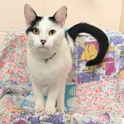 Keebler, Adoptable, Young Male Domestic Short Hair.