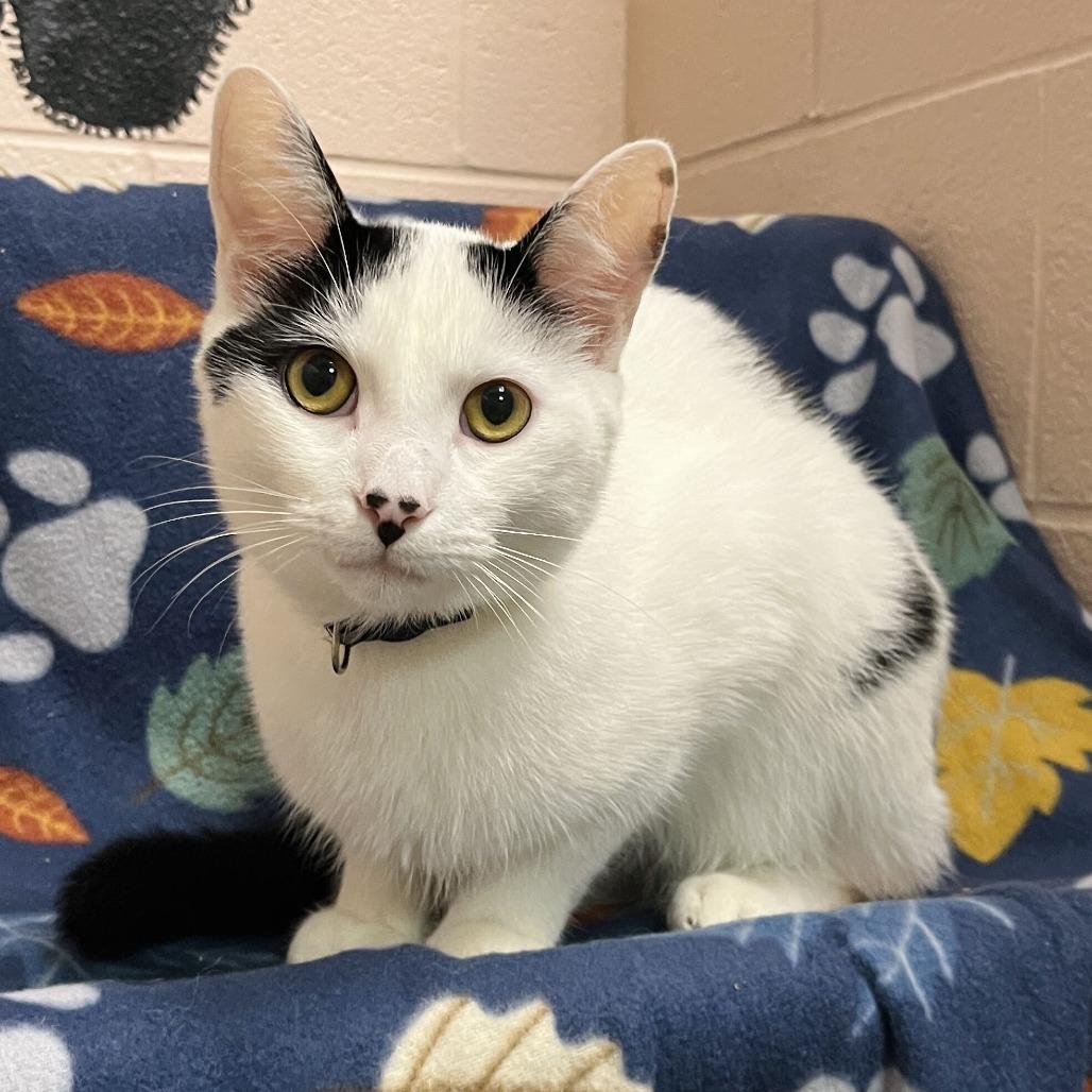 Enlarge Keebler, a Adoptable Domestic Short Hair in Owosso, MI image 2/2