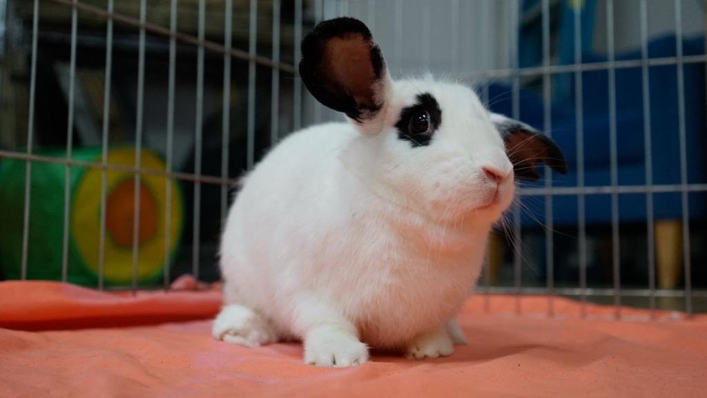 Sephora, Adoptable, Young Female Bunny Rabbit.