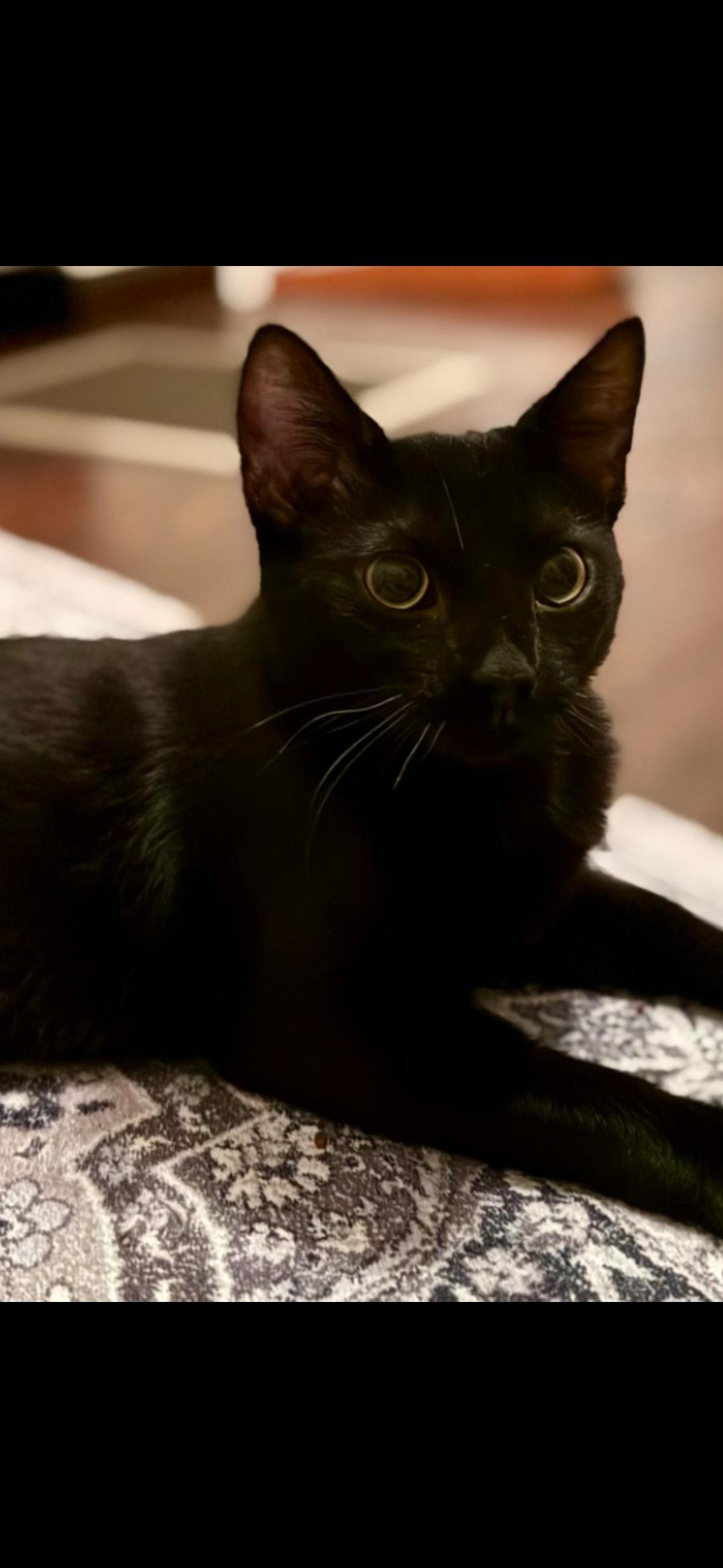 Kiwi, Adoptable, Kitten Female Domestic Short Hair.