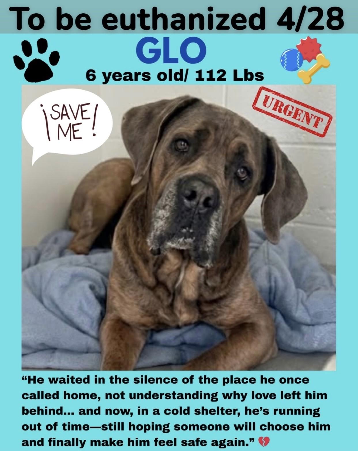 GLO -, adopted, Adult Male Cane Corso.