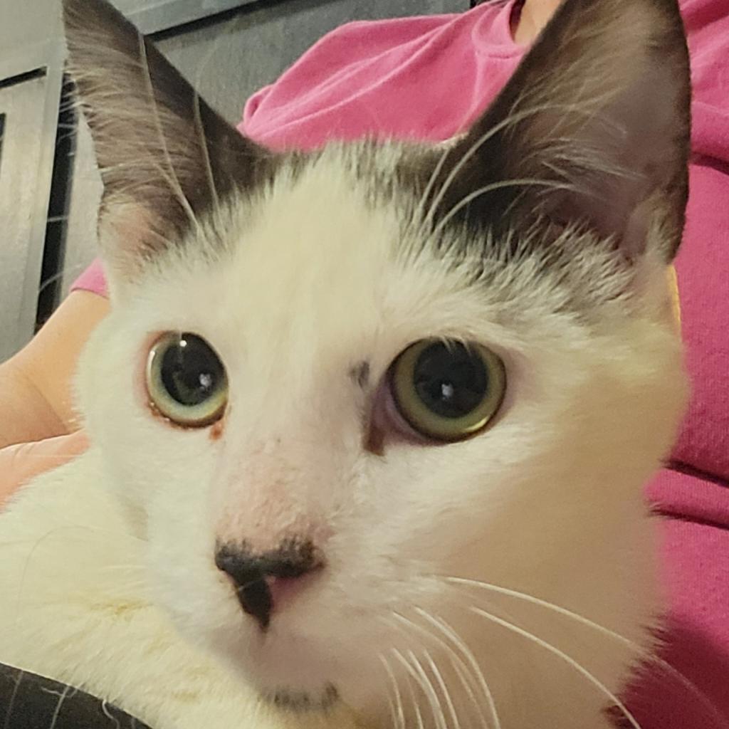 Ness — thumbnail 2