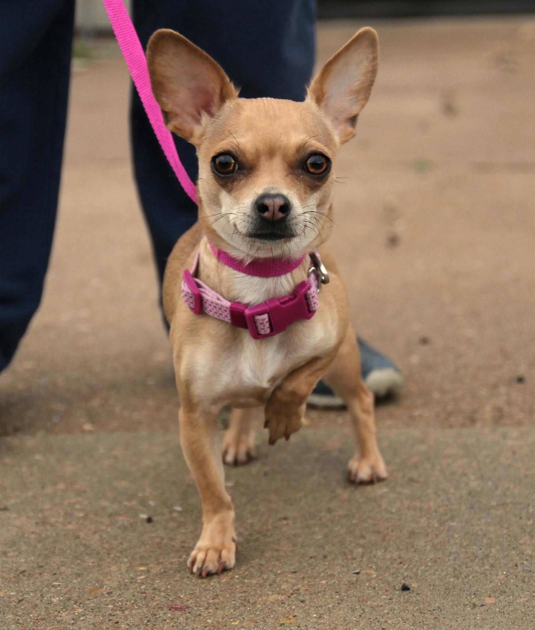 Enlarge Goldie, a ADOPTABLE Chihuahua in Harrisville, UT image 1/1