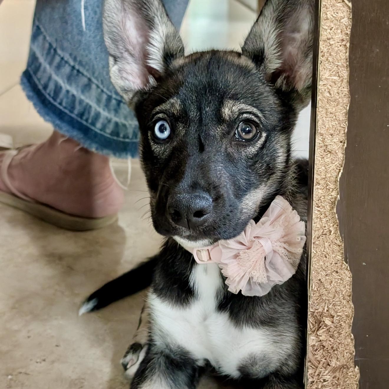 Palma , a ADOPTABLE mixed breed in Pelham, NH image 3/6
