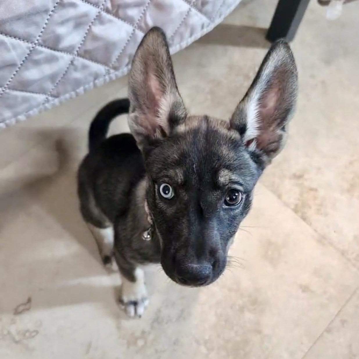 Palma , ADOPTABLE, Puppy Female Husky & Mixed Breed.