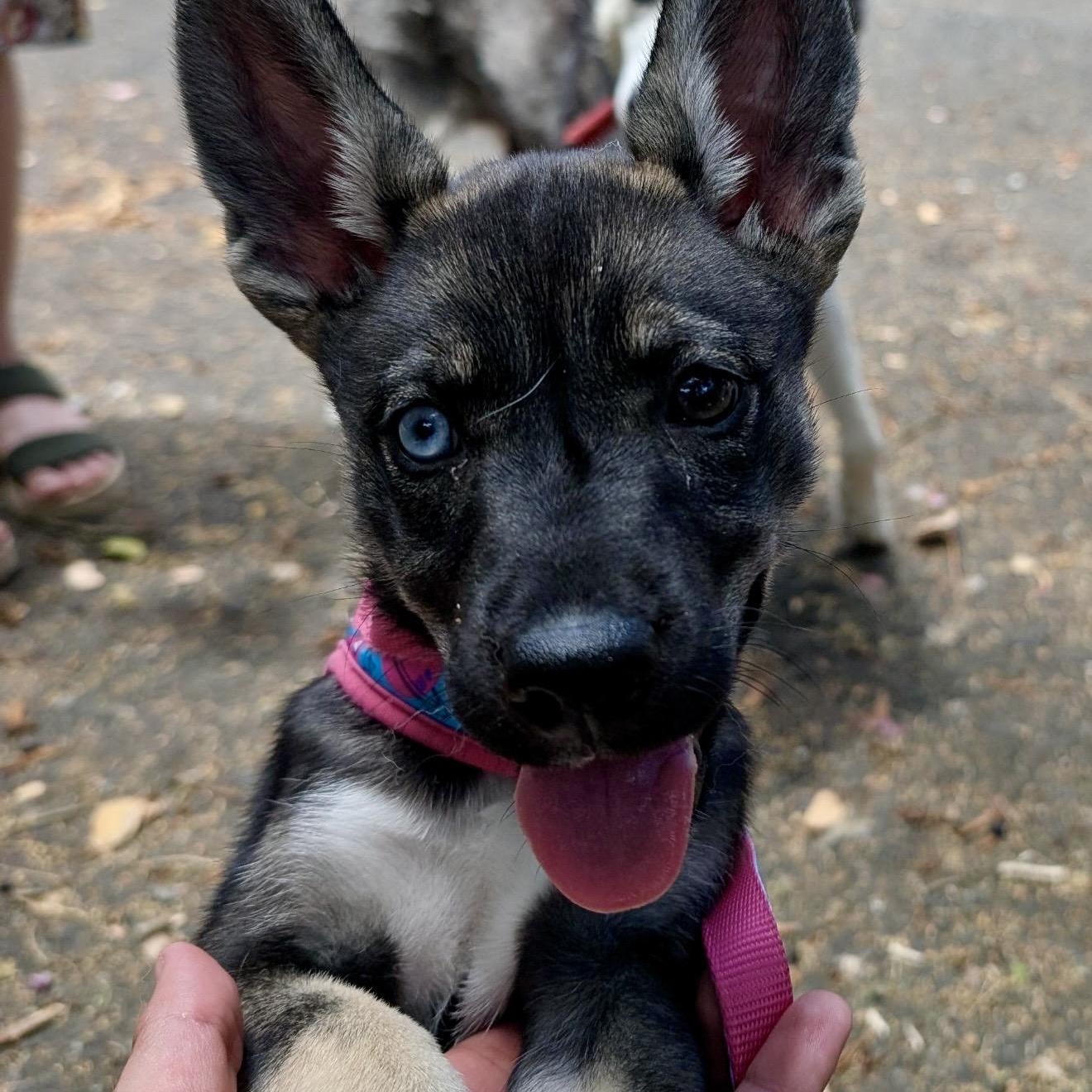 Palma , a ADOPTABLE mixed breed in Pelham, NH image 4/6