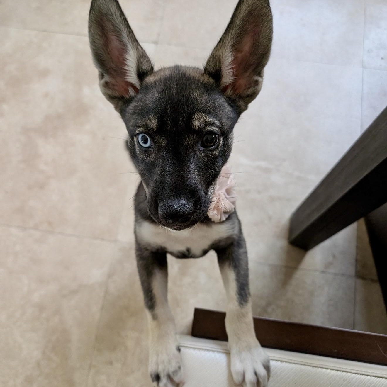 Palma , a ADOPTABLE mixed breed in Pelham, NH image 5/6
