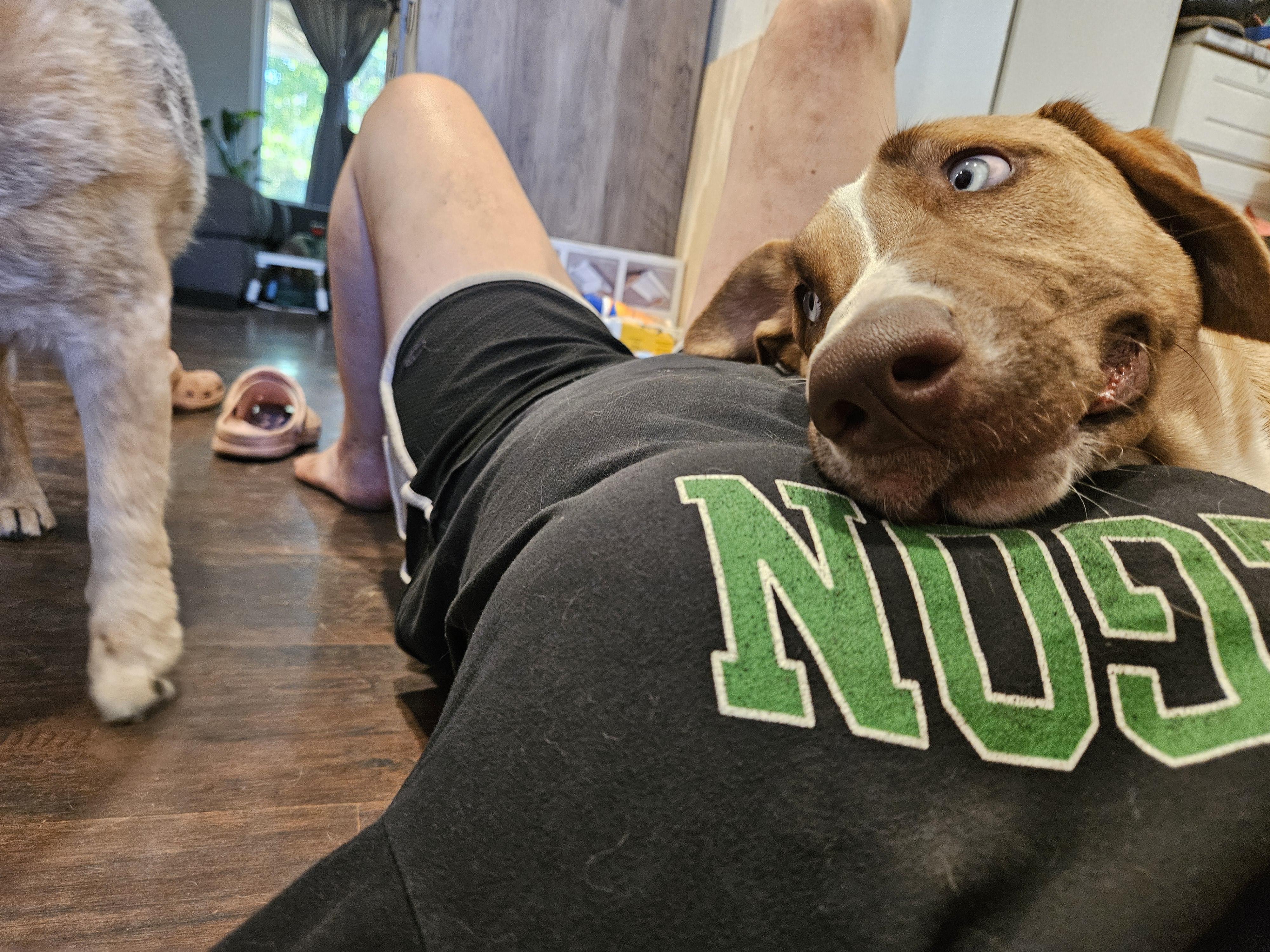 Astara, an adoptable mixed breed in Sacramento, CA image 3/6