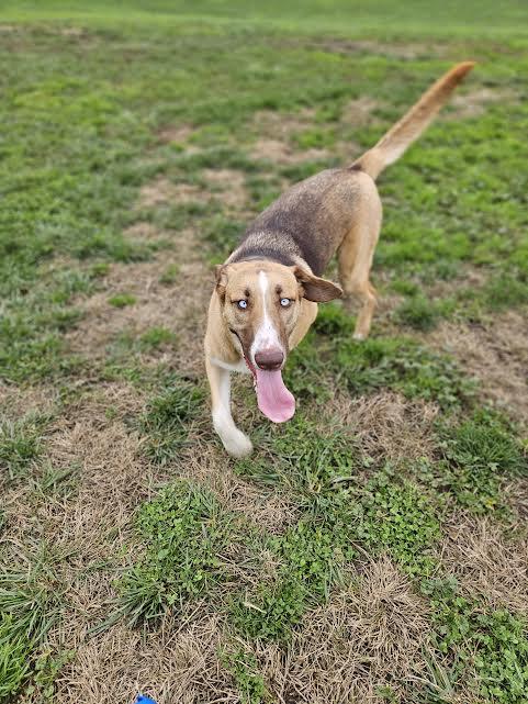 Astara, an adoptable mixed breed in Sacramento, CA image 1/6