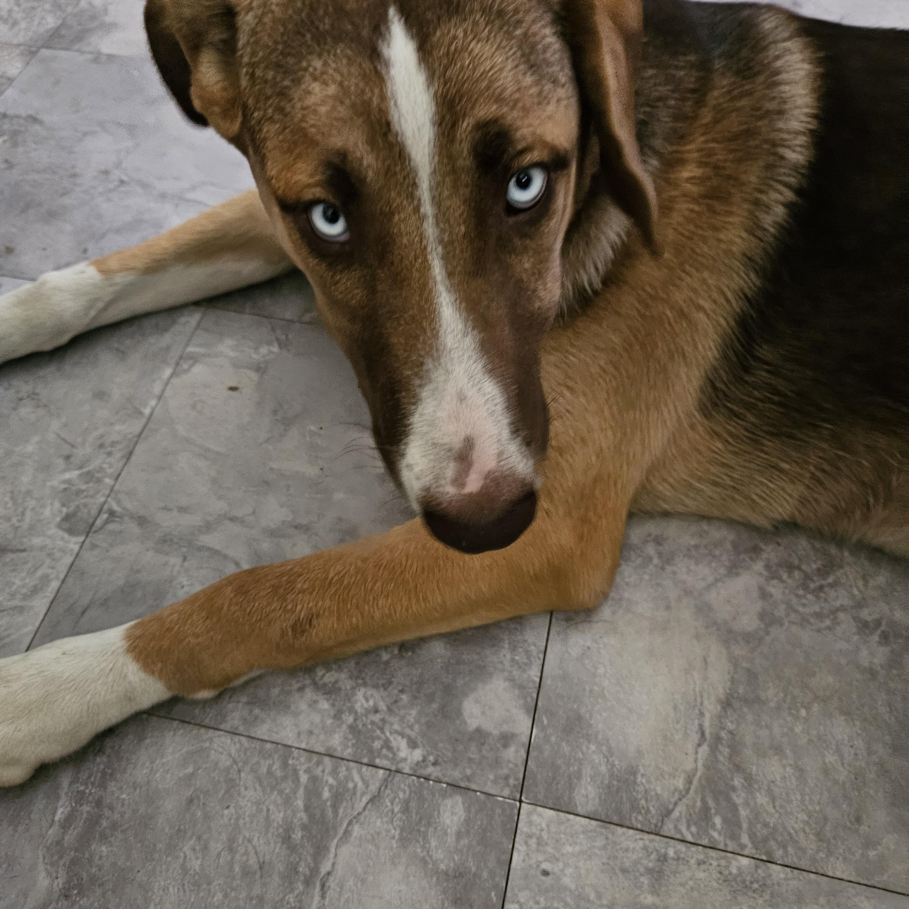 Astara, an adoptable mixed breed in Sacramento, CA image 4/6