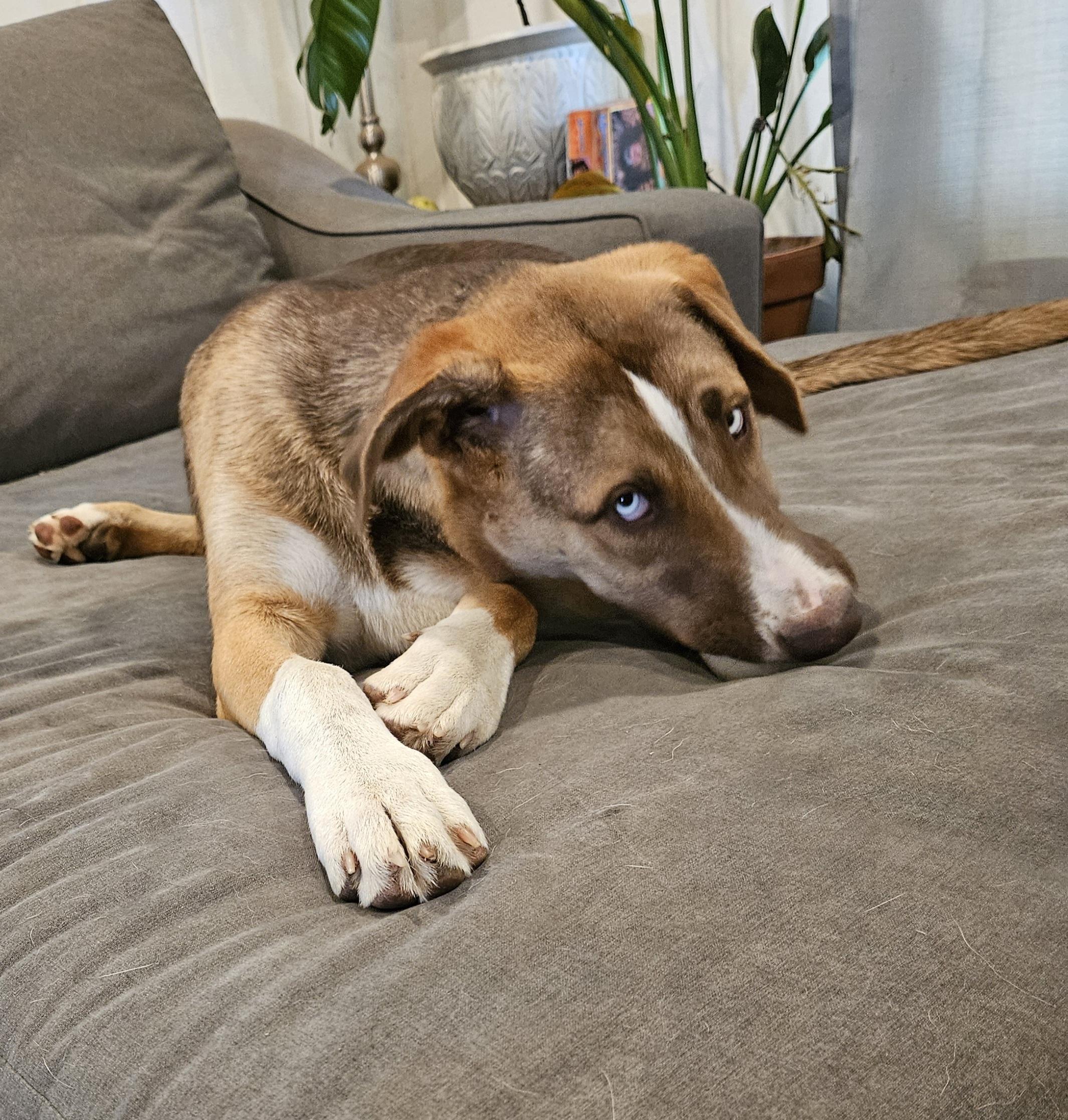 Astara, an adoptable mixed breed in Sacramento, CA image 2/6