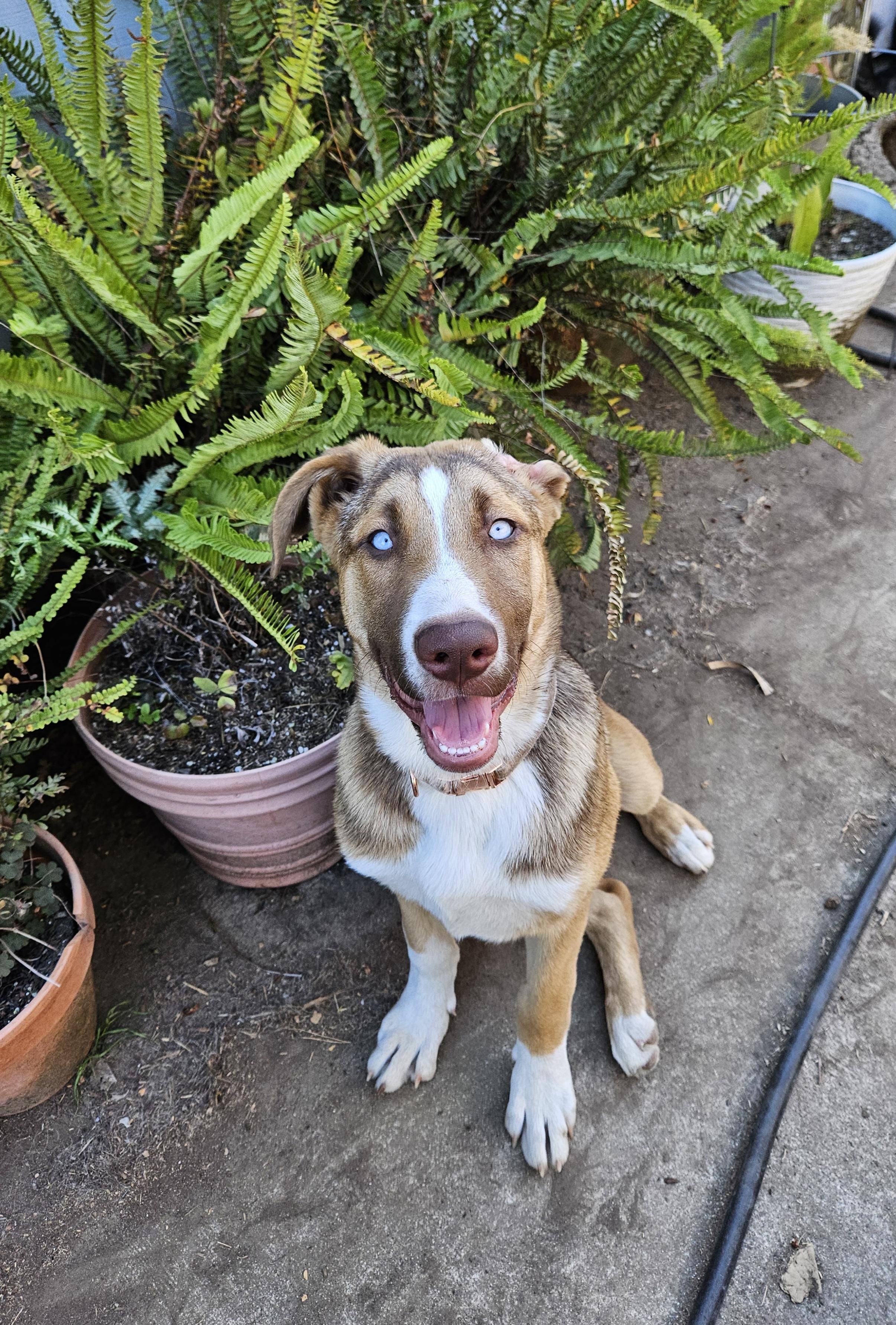 Astara, an adoptable mixed breed in Sacramento, CA image 6/6