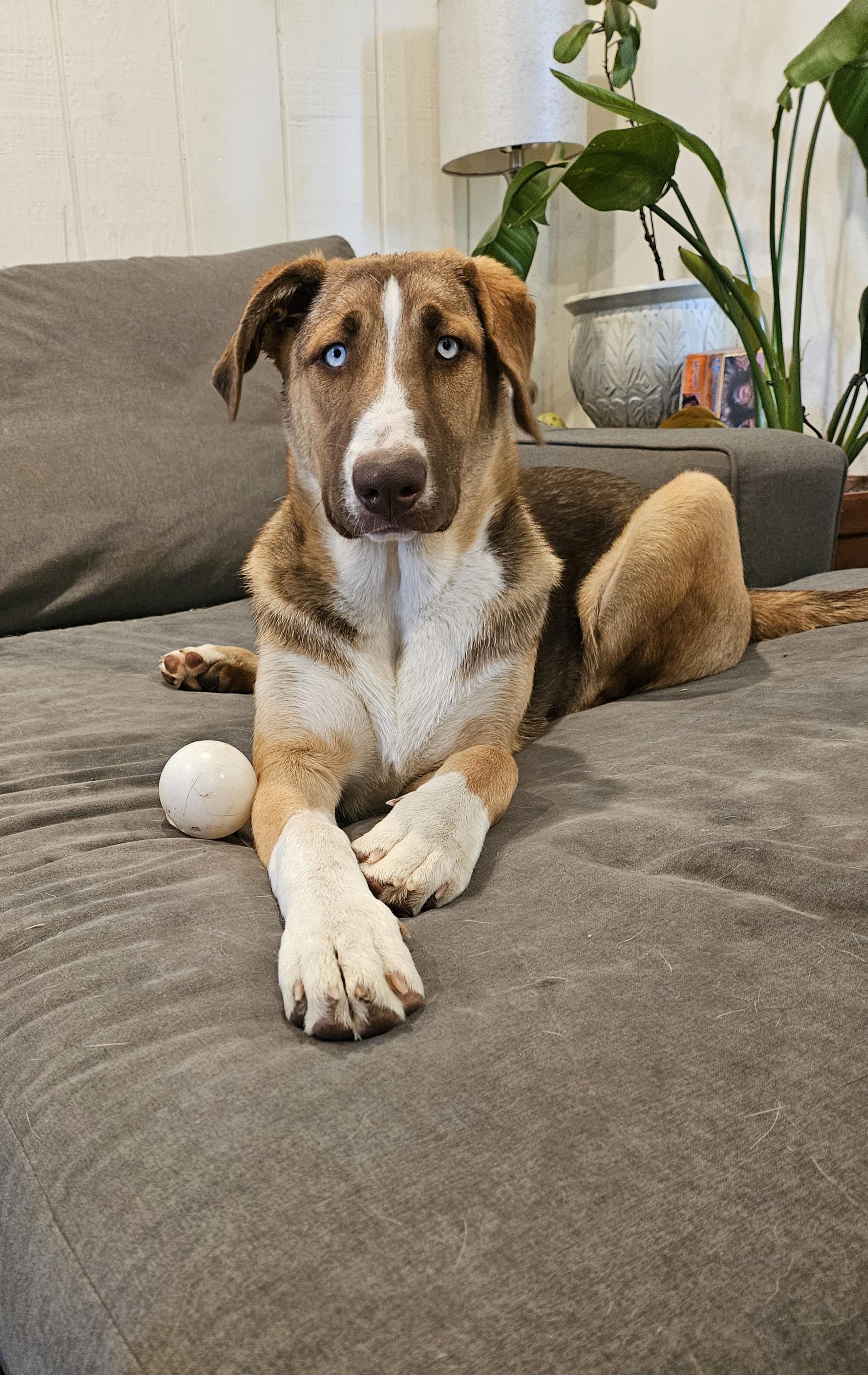 Astara, an adoptable mixed breed in Sacramento, CA image 5/6