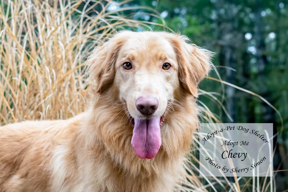 Enlarge CHEVY, a Adoptable mixed breed in Shelton, WA image 1/6